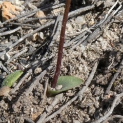 Eriochilus cucullatus at Theodore, ACT - suppressed