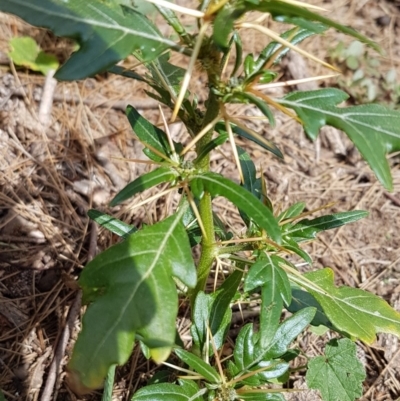 Xanthium spinosum (Bathurst Burr) at Uriarra Recreation Reserve - 25 Mar 2020 by tpreston