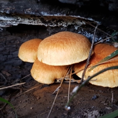 Gymnopilus sp. (Gymnopilus) at Uriarra Recreation Reserve - 25 Mar 2020 by tpreston