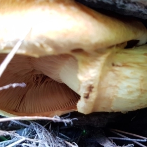 Gymnopilus sp. at Coree, ACT - 25 Mar 2020