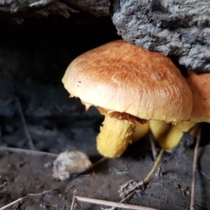 Gymnopilus sp. at Coree, ACT - 25 Mar 2020 11:23 AM