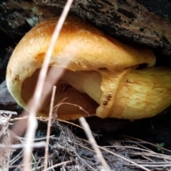 Gymnopilus sp. at Coree, ACT - 25 Mar 2020 11:23 AM