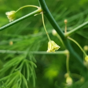 Asparagus officinalis at Coree, ACT - 25 Mar 2020