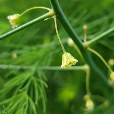 Asparagus officinalis (Asparagus) at Coree, ACT - 25 Mar 2020 by trevorpreston