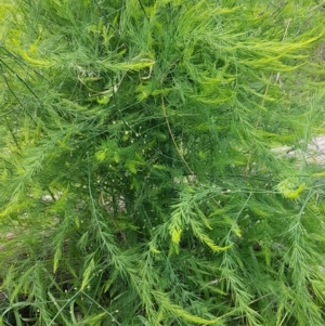 Asparagus officinalis at Coree, ACT - 25 Mar 2020