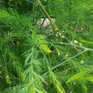 Asparagus officinalis at Coree, ACT - 25 Mar 2020