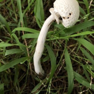 Macrolepiota dolichaula at Broughton Vale, NSW - 22 Mar 2020