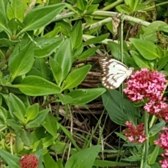 Belenois java (Caper White) at Holt, ACT - 25 Mar 2020 by tpreston