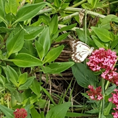 Belenois java (Caper White) at Holt, ACT - 25 Mar 2020 by trevorpreston