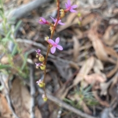 Stylidium graminifolium (Grass Triggerplant) at Point 66 - 25 Mar 2020 by rhyshardy