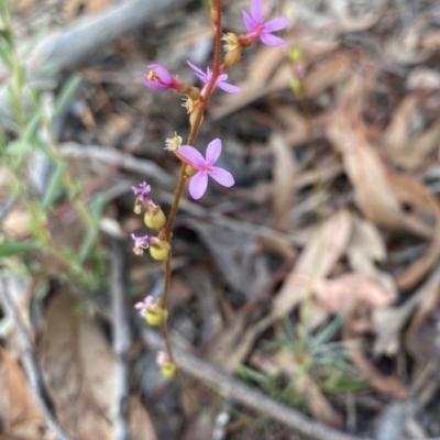 Stylidium graminifolium (Grass Triggerplant) at Aranda Bushland - 25 Mar 2020 by rhyshardy