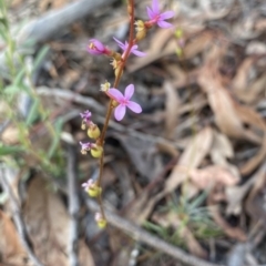 Stylidium graminifolium (Grass Triggerplant) at Aranda, ACT - 25 Mar 2020 by rhyshardy