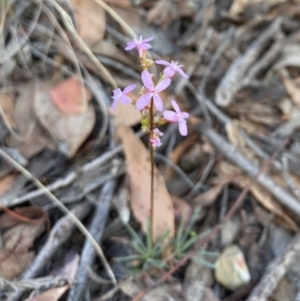 Stylidium graminifolium at Aranda, ACT - 25 Mar 2020