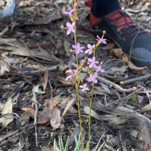 Stylidium graminifolium at Aranda, ACT - 25 Mar 2020 12:59 PM