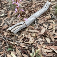 Stylidium graminifolium at Aranda, ACT - 25 Mar 2020