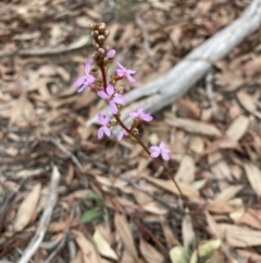 Stylidium graminifolium at Aranda, ACT - 25 Mar 2020 12:59 PM