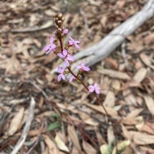 Stylidium graminifolium at Aranda, ACT - 25 Mar 2020