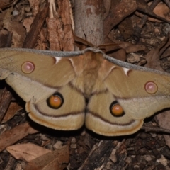 Opodiphthera eucalypti (Emperor Gum Moth) at Tidbinbilla Nature Reserve - 10 Nov 2018 by GlennCocking