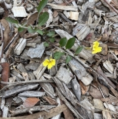 Goodenia hederacea (Ivy Goodenia) at Aranda Bushland - 25 Mar 2020 by rhyshardy