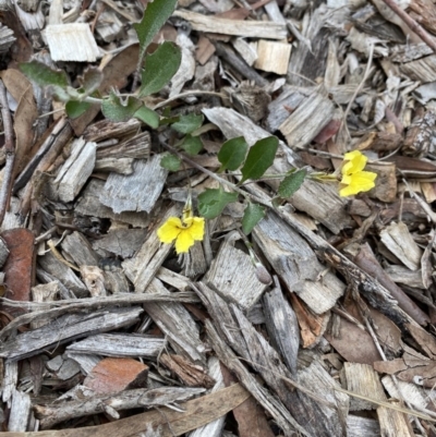 Goodenia hederacea (Ivy Goodenia) at Aranda Bushland - 25 Mar 2020 by rhyshardy