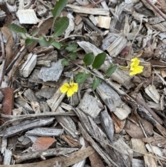 Goodenia hederacea (Ivy Goodenia) at Aranda, ACT - 25 Mar 2020 by rhyshardy