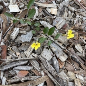 Goodenia hederacea at Aranda, ACT - 25 Mar 2020