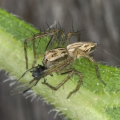 Oxyopes sp. (genus) (Lynx spider) at Kambah, ACT - 24 Mar 2020 by Marthijn