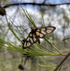 Amata (genus) (Handmaiden Moth) at Aranda, ACT - 25 Mar 2020 by rhyshardy