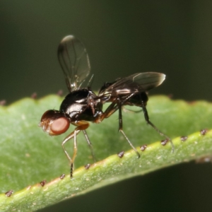 Sepsidae (family) at Kambah, ACT - 25 Mar 2020 11:41 AM