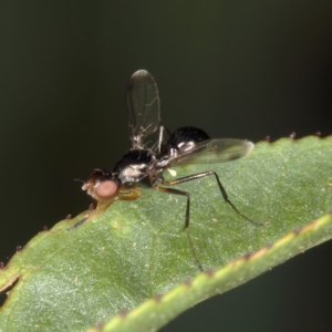 Sepsidae (family) at Kambah, ACT - 25 Mar 2020 11:41 AM