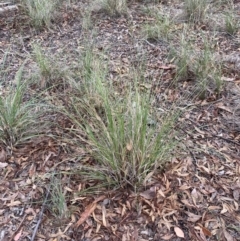 Rytidosperma pallidum (Red-anther Wallaby Grass) at Aranda, ACT - 25 Mar 2020 by rhyshardy