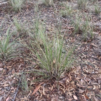 Rytidosperma pallidum (Red-anther Wallaby Grass) at Aranda, ACT - 25 Mar 2020 by rhyshardy