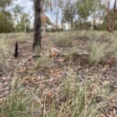 Rytidosperma pallidum at Aranda, ACT - 25 Mar 2020