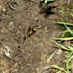 Sceliphron formosum at Deakin, ACT - 22 Mar 2020