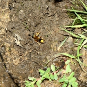 Sceliphron formosum at Deakin, ACT - 22 Mar 2020