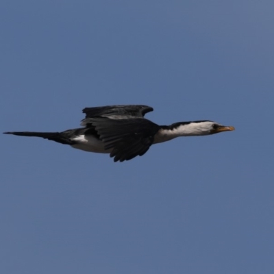 Microcarbo melanoleucos (Little Pied Cormorant) at Wairo Beach and Dolphin Point - 21 Mar 2020 by jb2602