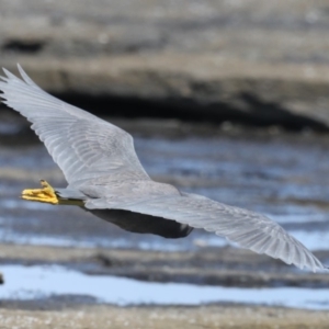 Egretta sacra at Dolphin Point, NSW - 21 Mar 2020