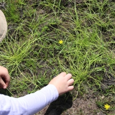 Isolepis inundata (Swamp Club Rush) at Ballalaba, NSW - 20 Mar 2020 by linda