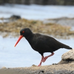 Haematopus fuliginosus (Sooty Oystercatcher) at Wairo Beach and Dolphin Point - 21 Mar 2020 by jb2602