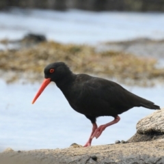 Haematopus fuliginosus (Sooty Oystercatcher) at Wairo Beach and Dolphin Point - 21 Mar 2020 by jbromilow50