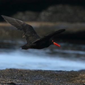 Haematopus fuliginosus at Dolphin Point, NSW - suppressed