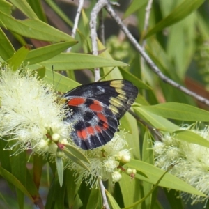 Delias harpalyce at Black Range, NSW - 25 Mar 2020