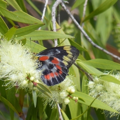 Delias harpalyce (Imperial Jezebel) at Black Range, NSW - 25 Mar 2020 by MatthewHiggins