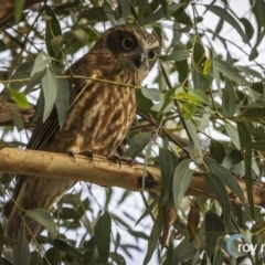 Ninox boobook (Southern Boobook) at Spence, ACT - 24 Mar 2020 by roymeuronen