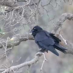 Corvus coronoides (Australian Raven) at Dolphin Point, NSW - 21 Mar 2020 by jb2602