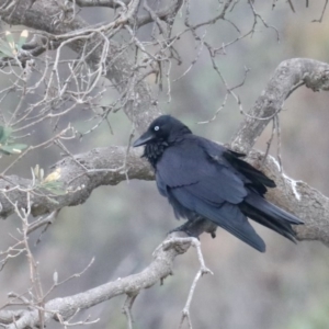 Corvus coronoides at Dolphin Point, NSW - 21 Mar 2020