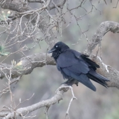 Corvus coronoides (Australian Raven) at Dolphin Point, NSW - 21 Mar 2020 by jbromilow50