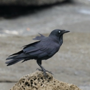 Corvus coronoides at Dolphin Point, NSW - 21 Mar 2020 12:42 PM