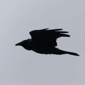 Corvus coronoides at Dolphin Point, NSW - 21 Mar 2020 12:42 PM