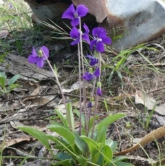 Viola betonicifolia (Mountain Violet) at Theodore, ACT - 25 Mar 2020 by Owen